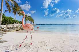 There is only one beach in aruba with flamingos (as they are not widely native to the island), and it can be found on flamingo island, which is owned by the renaissance hotel, and it is a short water. Pinker Wird S Nicht Der Flamingo Beach Auf Aruba Urlaubsguru