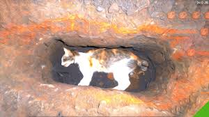 Apakah kita digigit kucing, sekedar melihat kucing, dikejar kucing, dan lain sebagainya. Cara Mengubur Kucing Yang Baik Dalam Islam Agar Berkah