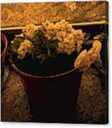 Vaso con due fiori bianchi. Vaso Di Fiori Bianchi Photograph By Tila Gun