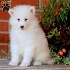 Jul 15, 2021 · keystone puppies, llc is an online advertising source for many reputable breeders. Samoyed Puppies For Sale Greenfield Puppies