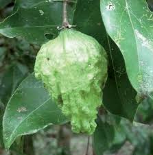 Image result for Dactyladenia