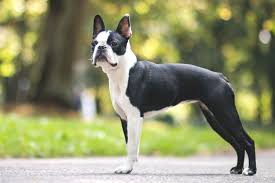 How Long Do Boston Terriers Live? Average Lifespan, Data & Care – Dogster