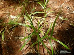 Image result for Scleria