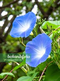 Image result for Ipomoea tricolor