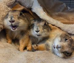 Image result for Cynomys ludovicianus obrázek