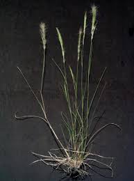 Image result for Aristida congesta