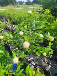 Image result for Cephalanthus
