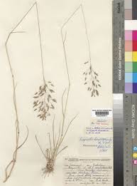 Image result for Eragrostis patentipilosa