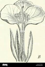 Image result for Coleotrype natalensis
