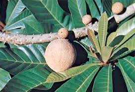 I think green sapote is a more widely adapted tree than mamey sapote, both to colder and hotter climates. Sapote Description Distribution Facts Britannica