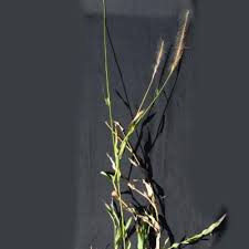 Image result for Perotis patens