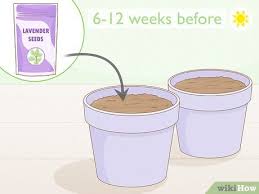 Die pflanze zieht sich an der schnittstelle zusammen und heilt sich dadurch sozusagen selbst. Lavendel Aus Samen Ziehen Wikihow