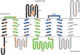 In both cases, the time to fixation is dominated by mutation via the term 1/m, and is less affected by the effective population size. Two Single Point Mutations Shift The Ligand Selectivity Of A Pheromone Receptor Between Two Closely Related Moth Species Elife