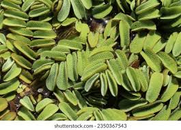 Image result for Salviniaceae