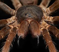 Other types of spiders have eight eyes arranged in rows of four. Do Spiders Sleep Te Papa