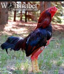 Para penyuka sabung ayam lebih mempopulerkan shamo thailand ketimbang shamo jepang. Gambar Ayam Aduan Termahal