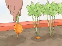 For home gardening of carrots, one must have good knowledge of planting carrots in pots. How To Grow Carrots In Pots With Pictures Wikihow