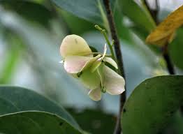 Image result for Anisophylleaceae