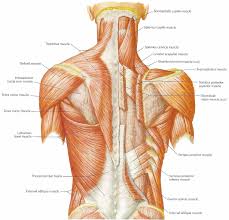 In other positions, other actions may be performed. Names Of Muscles In Your Back Novocom Top