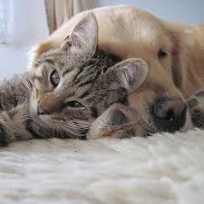 We did not find results for: Make Your Own Natural Flea Tick Control Powders For Dogs And Cats Storey Publishing