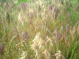 Maybe you would like to learn more about one of these? Drooping Brome Bromus Tectorum Flower Database