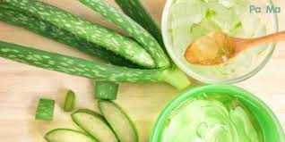 10 tips kecantikan dengan lidah buaya. Gel Dari Daun Lidah Buaya Boleh Redakan Ekzema Antara Rawatan Yang Boleh Dilakukan Di Rumah Pa Ma
