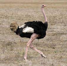 Apr 03, 2020 · the average running speed of an ostrich is approximately 30 mph, a speed it is able to maintain for up to 10 miles at a stretch. Fastest Animals In The World Top 12