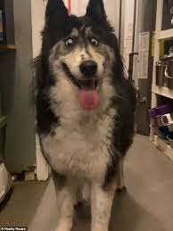 Search for pedigree puppies or rescue dogs for sale near you. Cross Eyed Husky Is Adopted After Photos Of Her Went Viral On Facebook Daily Mail Online