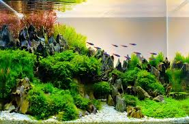 Though all aquascapes are in fact planted tanks but all planted tanks are not necessarily an aquascape. Aquascaping Supplies Beginner S Guide Updated 2020