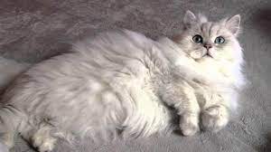 Tips melebatkan bulu kucing persia. 5 Jenis Kucing Persia Dan Ciri Cirinya Terlengkap