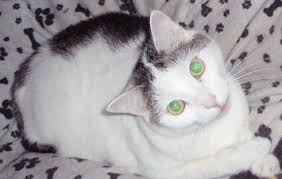 Noch eine geschichte aus dem regenbogenland. Regenbogenbrucke Katzenhospiz Nurnberg