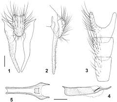 +40727733927 #inrai w/ @nanemernic youtu.be/bdxt3e3sgwq. Revision Of Afrotropical Delia Robineau Desvoidy 1830 Diptera Anthomyiidae With Descriptions Of Six New Species