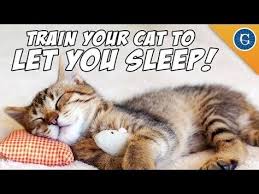 Help My Cat Won T Let Me Sleep Are You Falling Asleep At Work Because Your Cat Keeps You Up All Night Ever Cat Training Cat Meowing At Night Sleeping Kitten