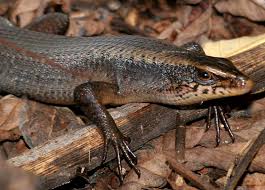 However, some of these animals are facing extinction because of extensive poaching, animal trades, and shrinkage of habitats due to deforestation. Indonesian Amphibians And Reptiles