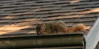 Squirrels can chew right through the wood and screen, or just after i trap and remove all of the squirrels, i seal the gable vent with a heavy gauge steel screen. Diy Squirrel Removal Step By Step Guide Varmint Gone