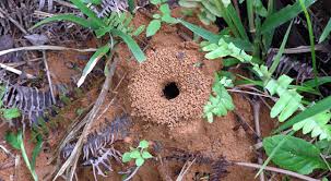 Ghost ants often enter homes by trailing along branches of trees and shrubs in direct contact with the structure. How To Get Rid Of Ghost Ants So They Never Return Pest Hacks