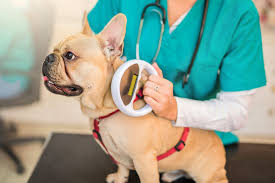 Enter the microchip id below and click search. Why Microchipping Is Something Every Dog Owner Should Do Daily Paws