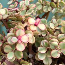 Elephant Bush Suculent Plants Jade Plants Unique Plants