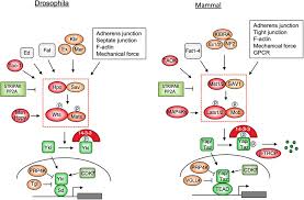 Maybe you would like to learn more about one of these? Frontiers Hippo Independent Regulation Of Yki Yap Taz A Non Canonical View Cell And Developmental Biology