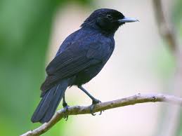 Image result for Marquesia macroura