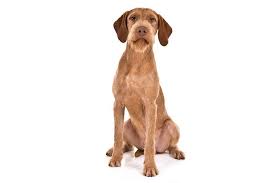 Contact westwind texas vizsla puppies on messenger. Wirehaired Vizsla Facts Puppies Temperament Price Breeders Animals Adda