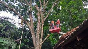 Taman pinggiran putra, bandar putra permai, 43300 seri kembangan, selangor d.e. Potong Pokok Kota Damansara Kami Menyediakan Perkhidmatan Potong Pokok Tebang Pokok Cantas Trimming Pokok Pembersihan Kawasan Pembersihan Tapak Tanah Lot