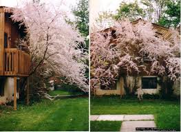 Image result for tamarix ramosissima pink cascade
