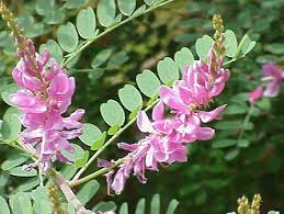 Image result for Indigofera lyallii