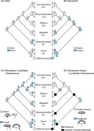 Image result for Elatostema welwitschii