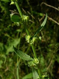 Image result for Rumex pulcher