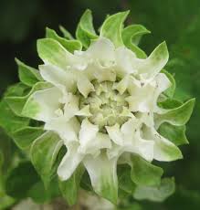 Image result for Vernonia calvoana