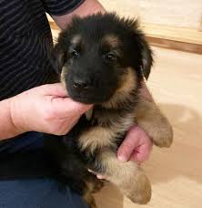 We did not find results for: German Shepherd Puppies For Sale Flemington Nj 325128