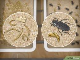 Comment Faire Un Elevage De Vers De Farine 9 Etapes Vers De Farine Elevage Volaille Insectes Comestibles
