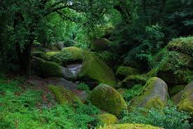 Foret De Huelgoat Photo Bretagne Huelgoat Foret Huelgoat Vacances Bretagne